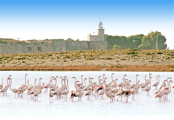 flamingos in Lefkada